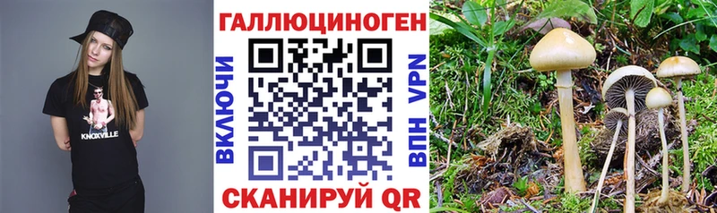 Псилоцибиновые грибы MAGIC MUSHROOMS  как найти   Ртищево 